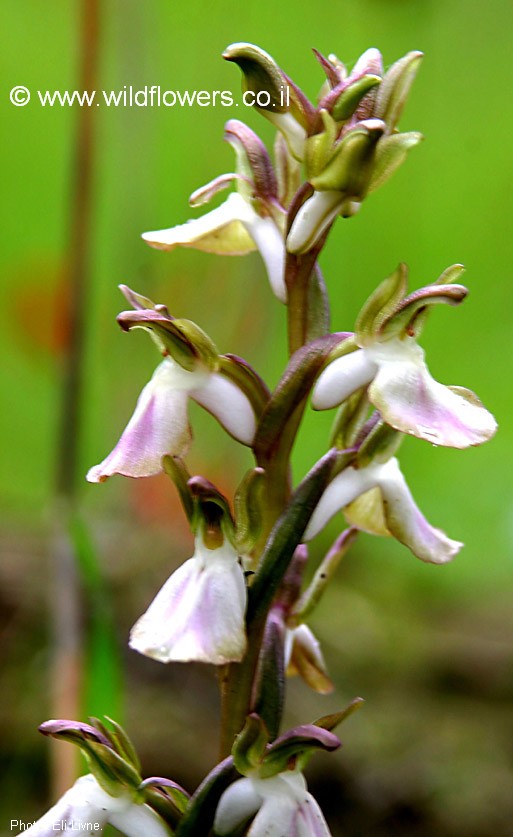 Orchis saccata